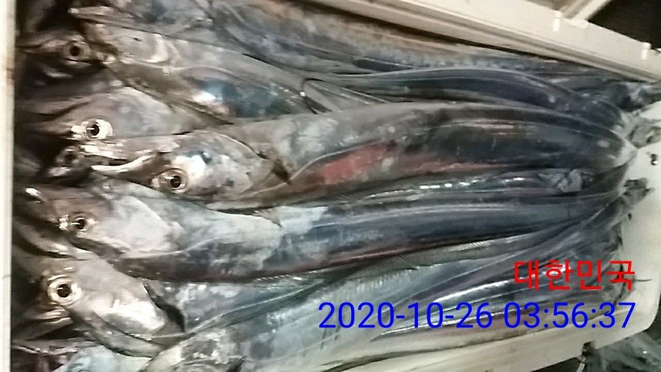 낚시뚜,갈치,국동항,여수 비너스호,낚시뚜16