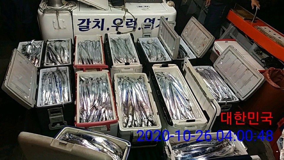 낚시뚜,갈치,국동항,여수 비너스호,낚시뚜4