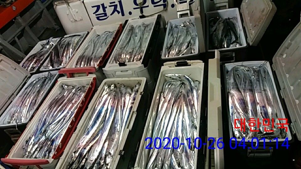 낚시뚜,갈치,국동항,여수 비너스호,낚시뚜8