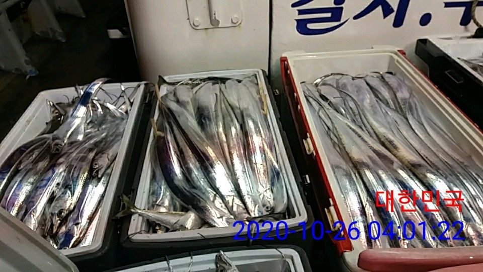 낚시뚜,갈치,국동항,여수 비너스호,낚시뚜5