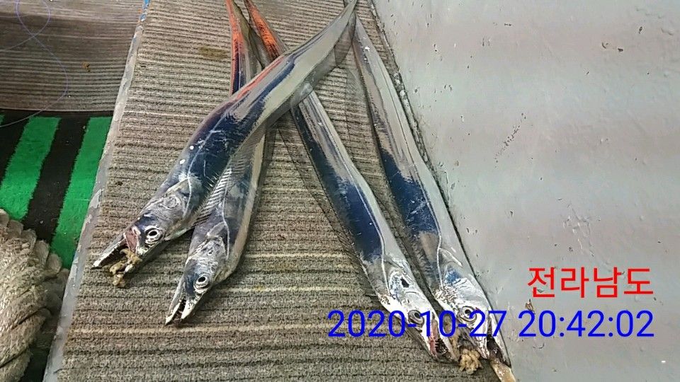 낚시뚜,갈치,국동항,여수 비너스호,낚시뚜38