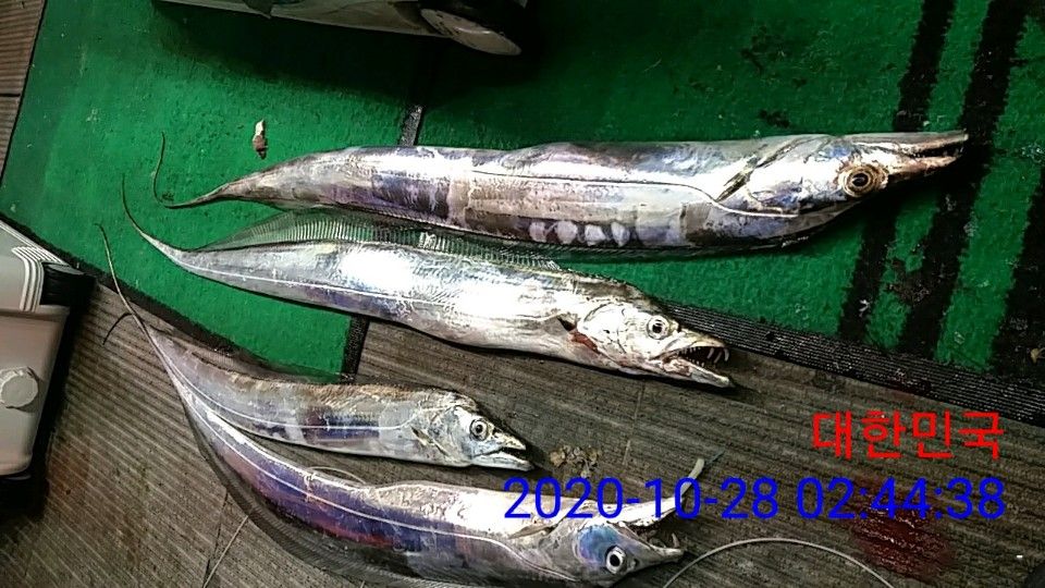낚시뚜,갈치,국동항,여수 비너스호,낚시뚜26