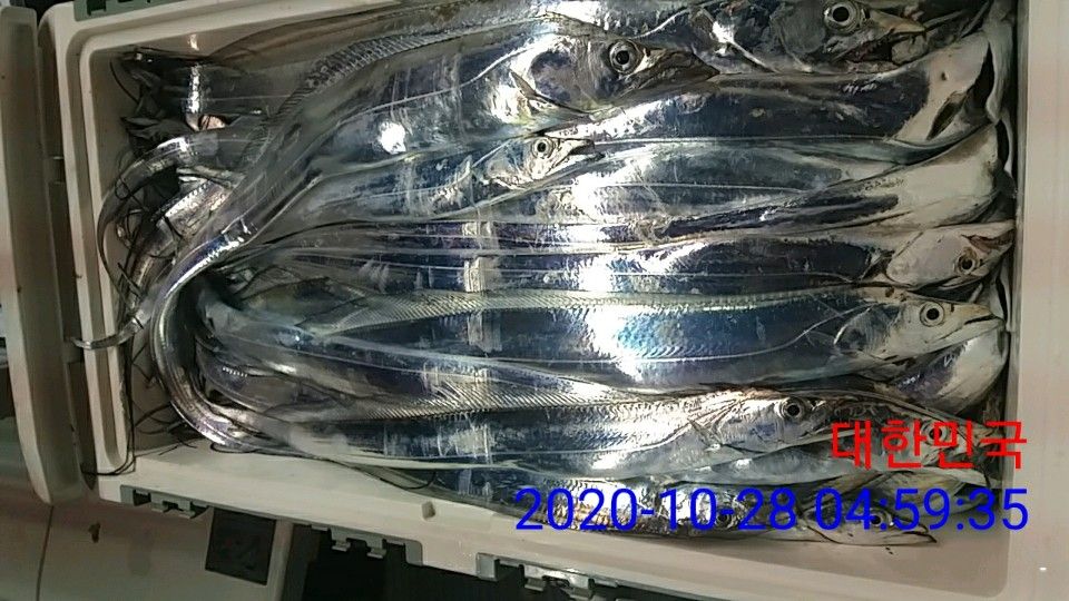 낚시뚜,갈치,국동항,여수 비너스호,낚시뚜14