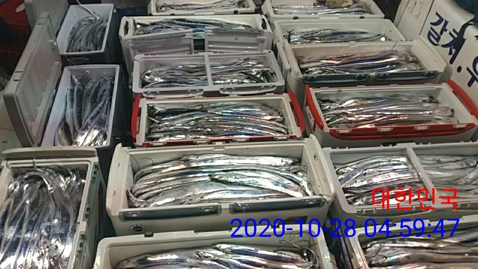 낚시뚜,갈치,국동항,여수 비너스호,낚시뚜11