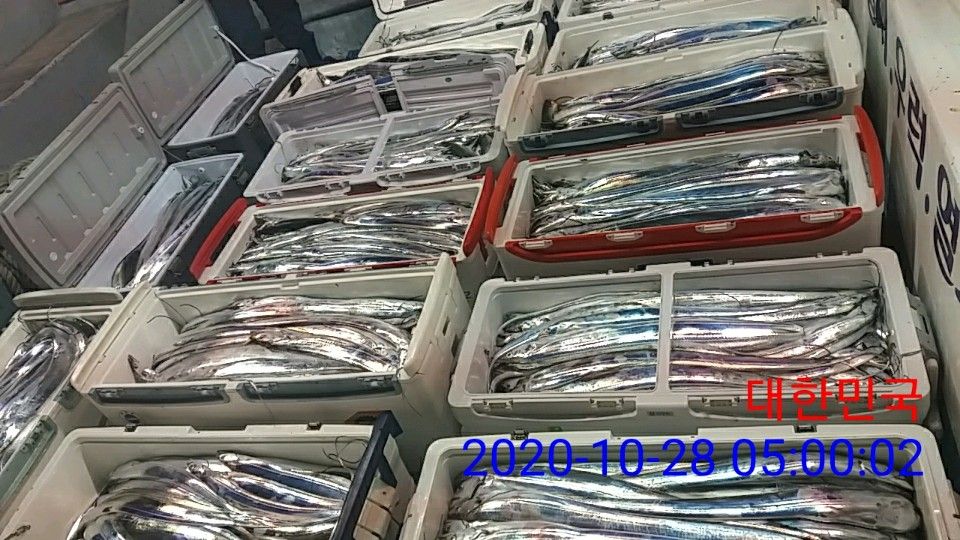 낚시뚜,갈치,국동항,여수 비너스호,낚시뚜10