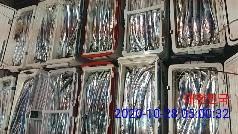 낚시뚜,갈치,국동항,여수 비너스호,낚시뚜1