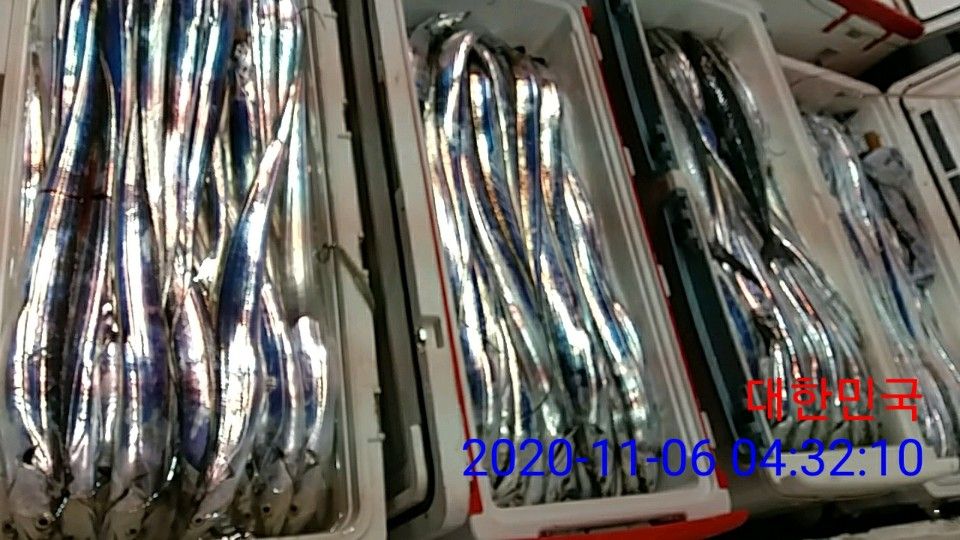 낚시뚜,갈치,국동항,여수 비너스호,낚시뚜28