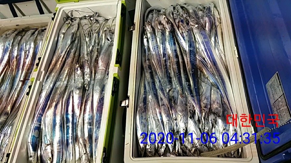 낚시뚜,갈치,국동항,여수 비너스호,낚시뚜5