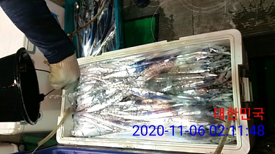 낚시뚜,갈치,국동항,여수 비너스호,낚시뚜18