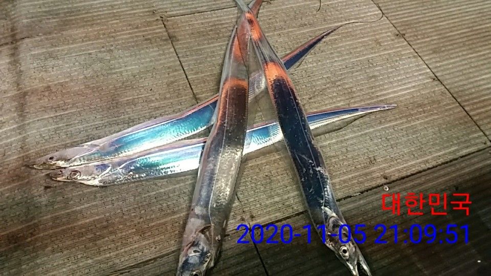 낚시뚜,갈치,국동항,여수 비너스호,낚시뚜17