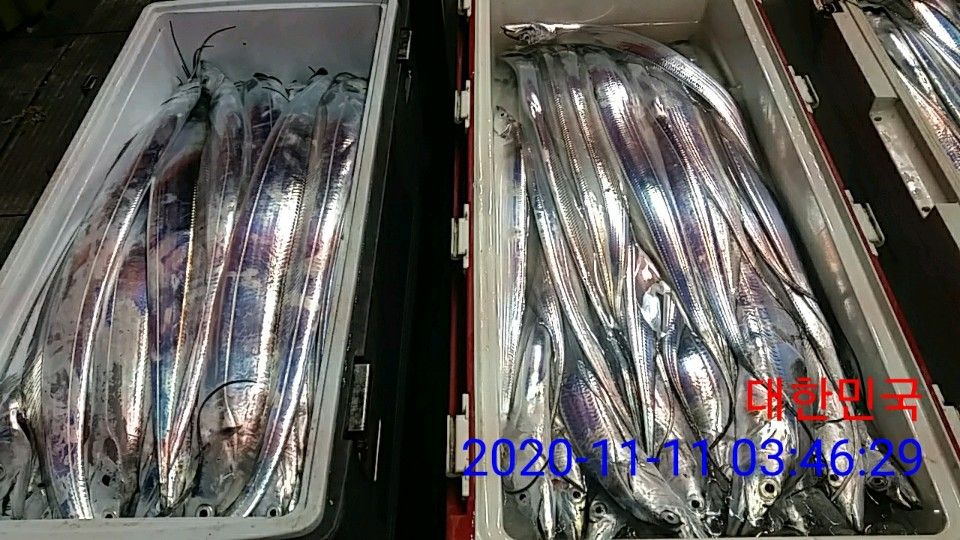 낚시뚜,갈치,국동항,여수 비너스호,낚시뚜26