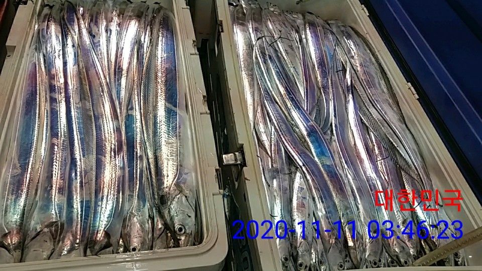 낚시뚜,갈치,국동항,여수 비너스호,낚시뚜14
