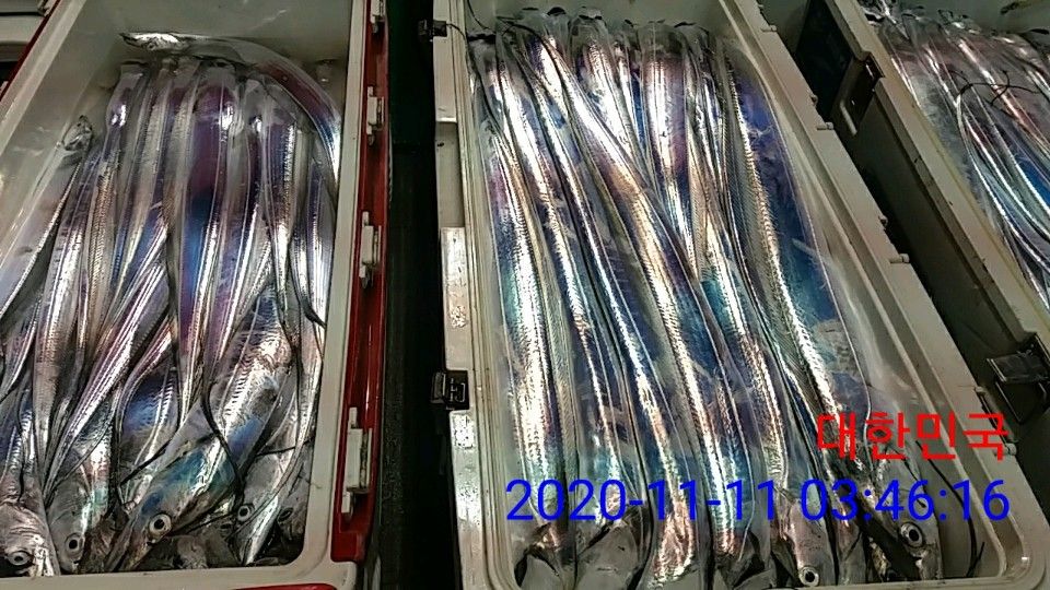낚시뚜,갈치,국동항,여수 비너스호,낚시뚜17