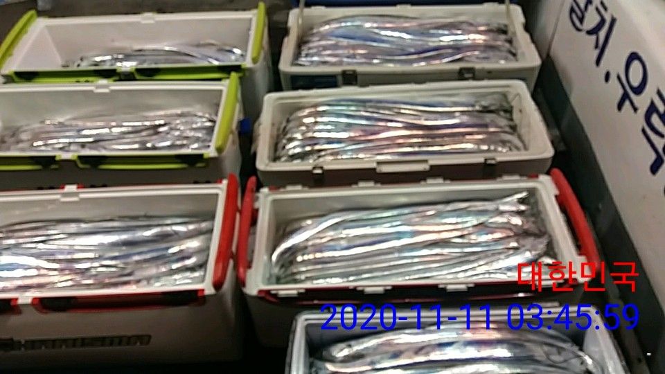 낚시뚜,갈치,국동항,여수 비너스호,낚시뚜22