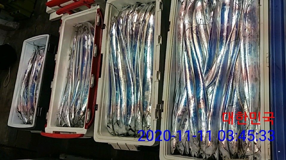 낚시뚜,갈치,국동항,여수 비너스호,낚시뚜15