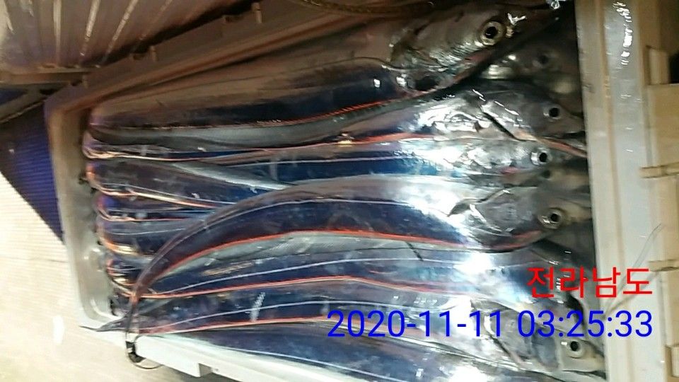 낚시뚜,갈치,국동항,여수 비너스호,낚시뚜13