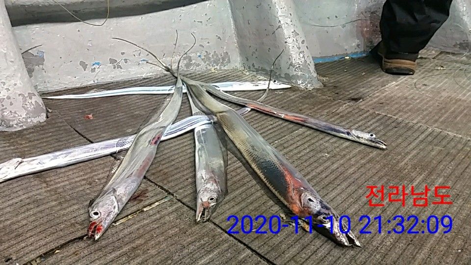 낚시뚜,갈치,국동항,여수 비너스호,낚시뚜7