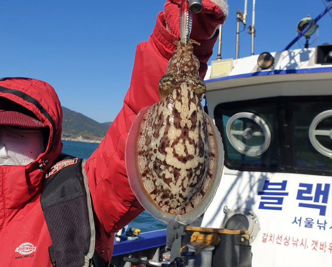 낚시뚜,갑오징어,국동항,여수서울낚시,낚시뚜0