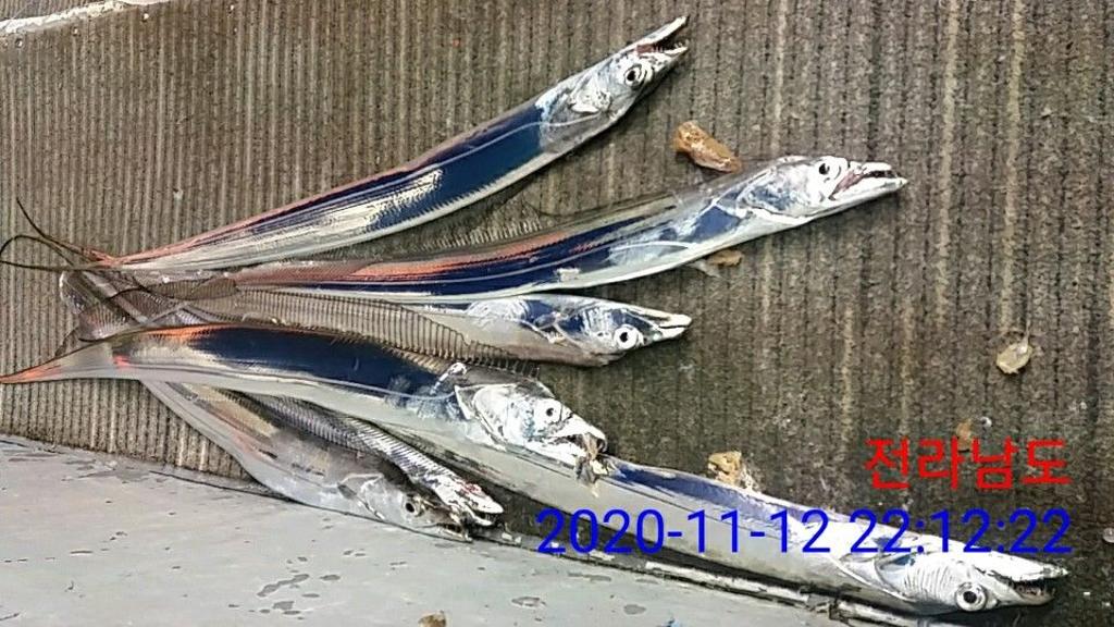 낚시뚜,갈치,국동항,여수 비너스호,낚시뚜20