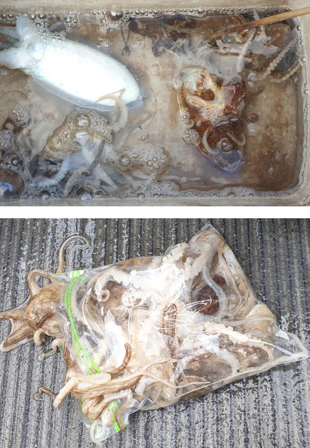 낚시뚜,쭈꾸미,국동항,여수서울낚시,낚시뚜8