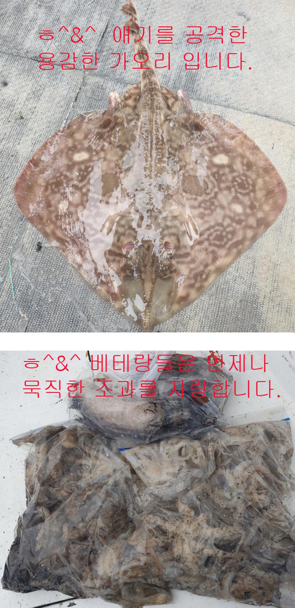 낚시뚜,쭈꾸미,국동항,여수서울낚시,낚시뚜7