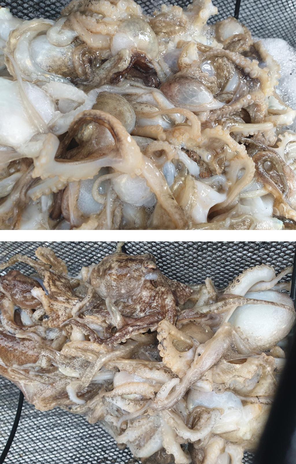 낚시뚜,쭈꾸미,국동항,여수서울낚시,낚시뚜8