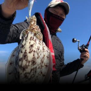 조황, 갑오징어 출조 안내