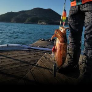 조황, 갑오징어 출조 조황