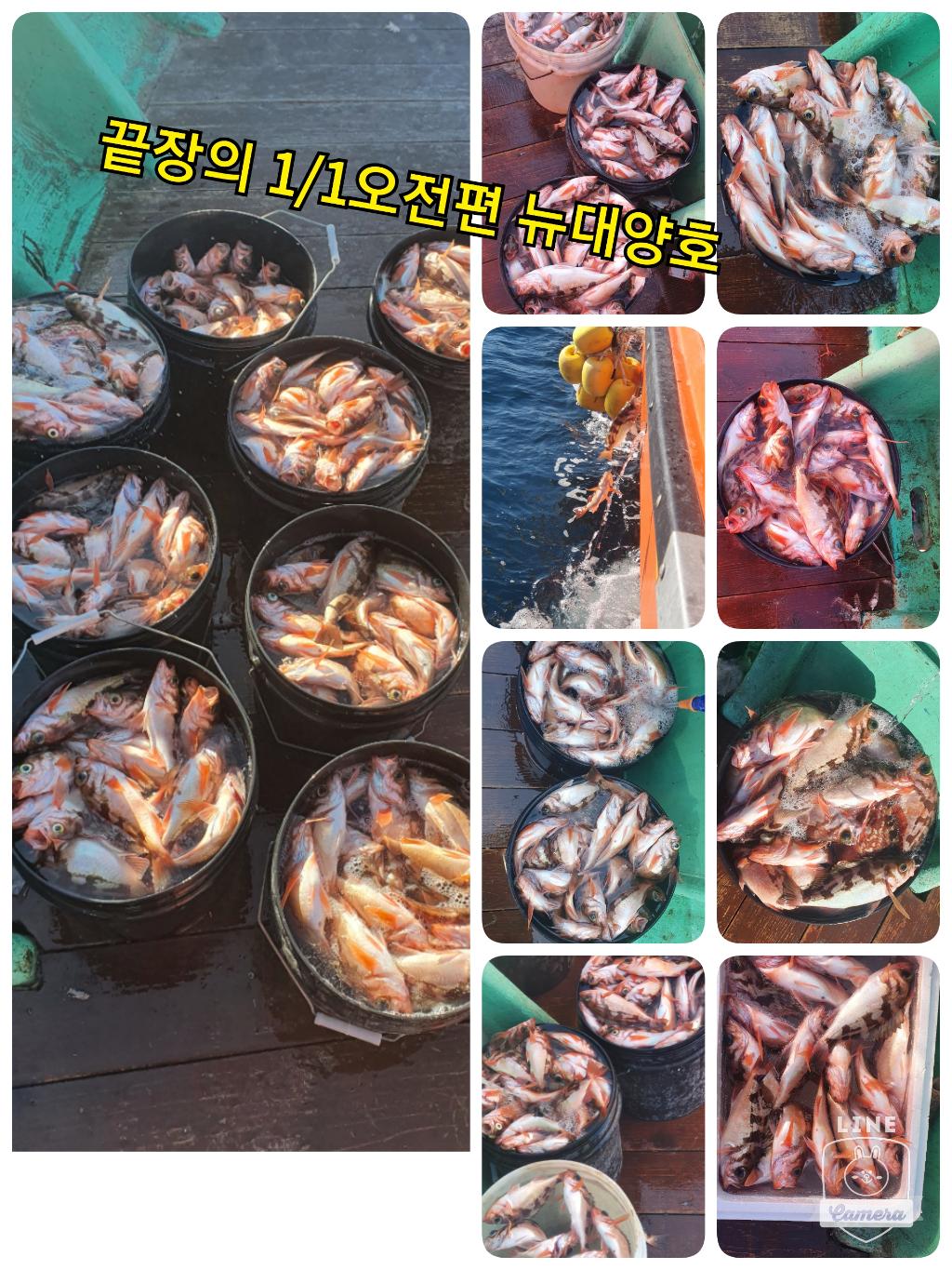 포항뉴대양호의 불볼락(열기) 신항만 <=>축산라인 대박조행기 월화 달려요