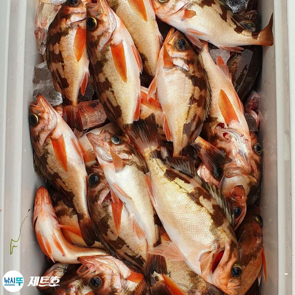 낚시뚜,볼락,열기,영일만항,포항 제트호,낚시뚜5