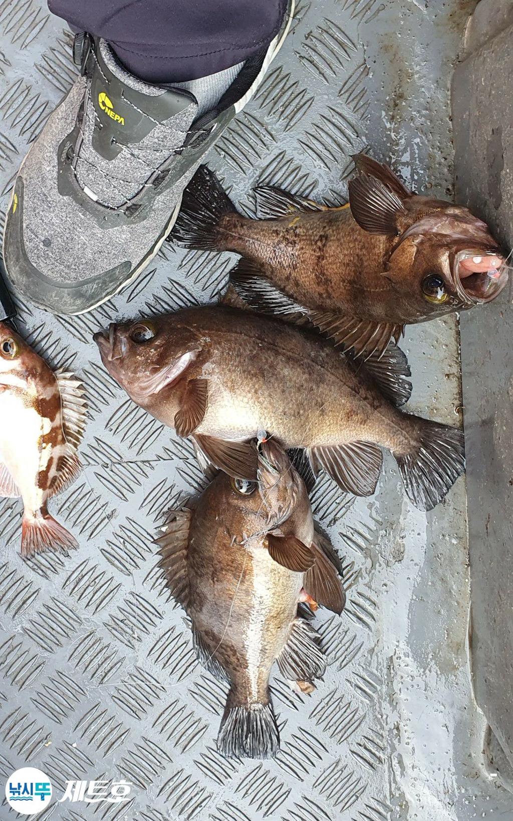 낚시뚜,볼락,열기,영일만항,포항 제트호,낚시뚜3