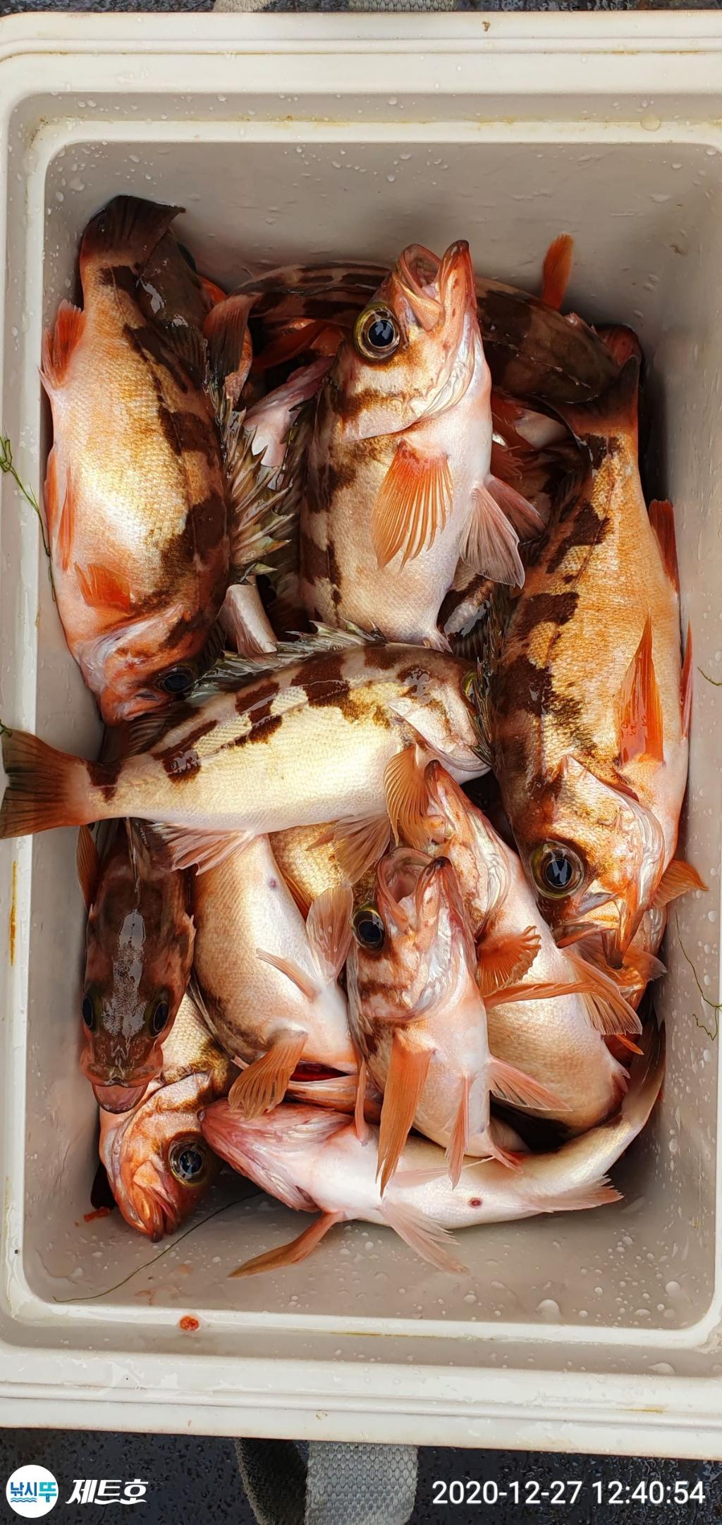 낚시뚜,볼락,열기,영일만항,포항 제트호,낚시뚜7