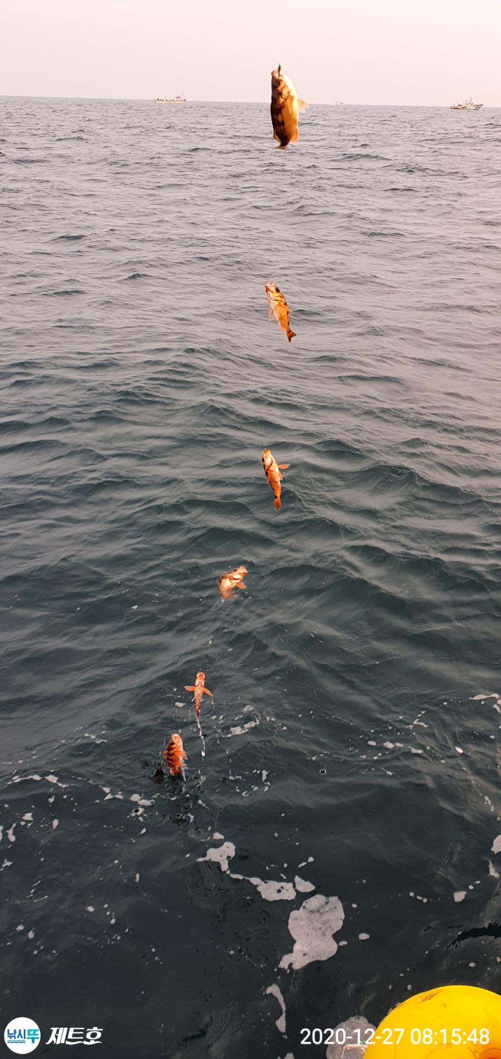 낚시뚜,볼락,열기,영일만항,포항 제트호,낚시뚜2