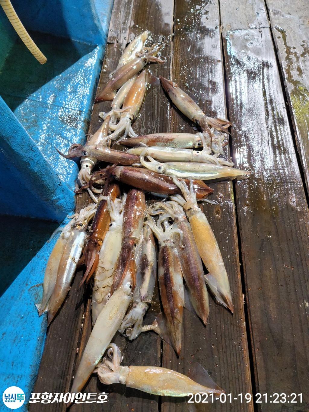 낚시뚜,오징어,포항 발산항,포항자이언트호,낚시뚜6