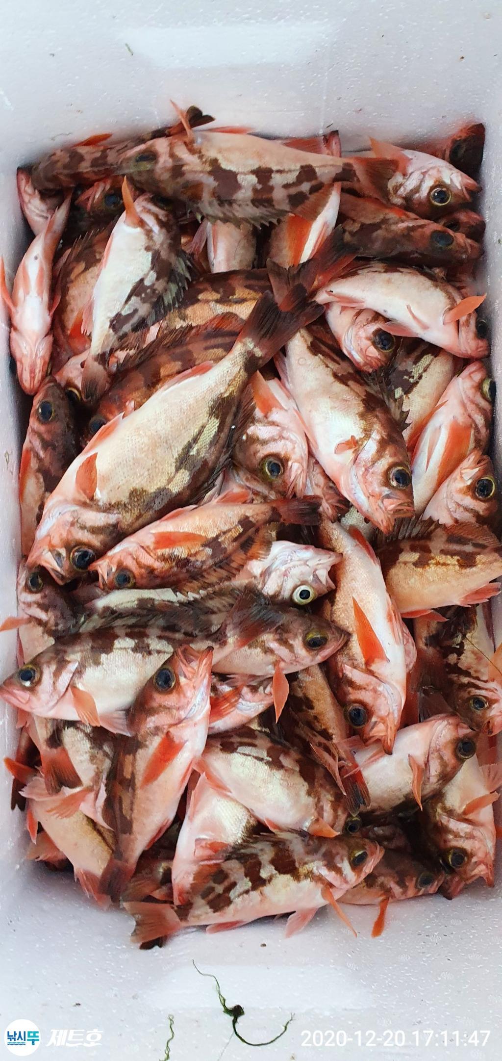 낚시뚜,열기,볼락,영일만항,포항 제트호,낚시뚜7