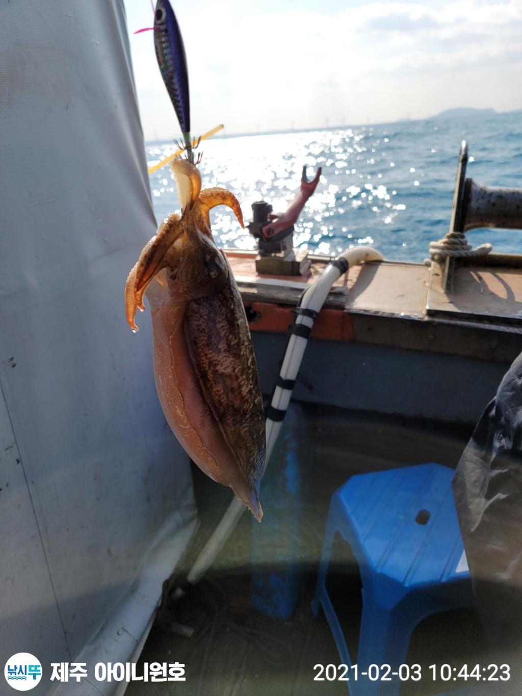 낚시뚜,갑오징어,제주 신창항,제주 아이니원호,낚시뚜0