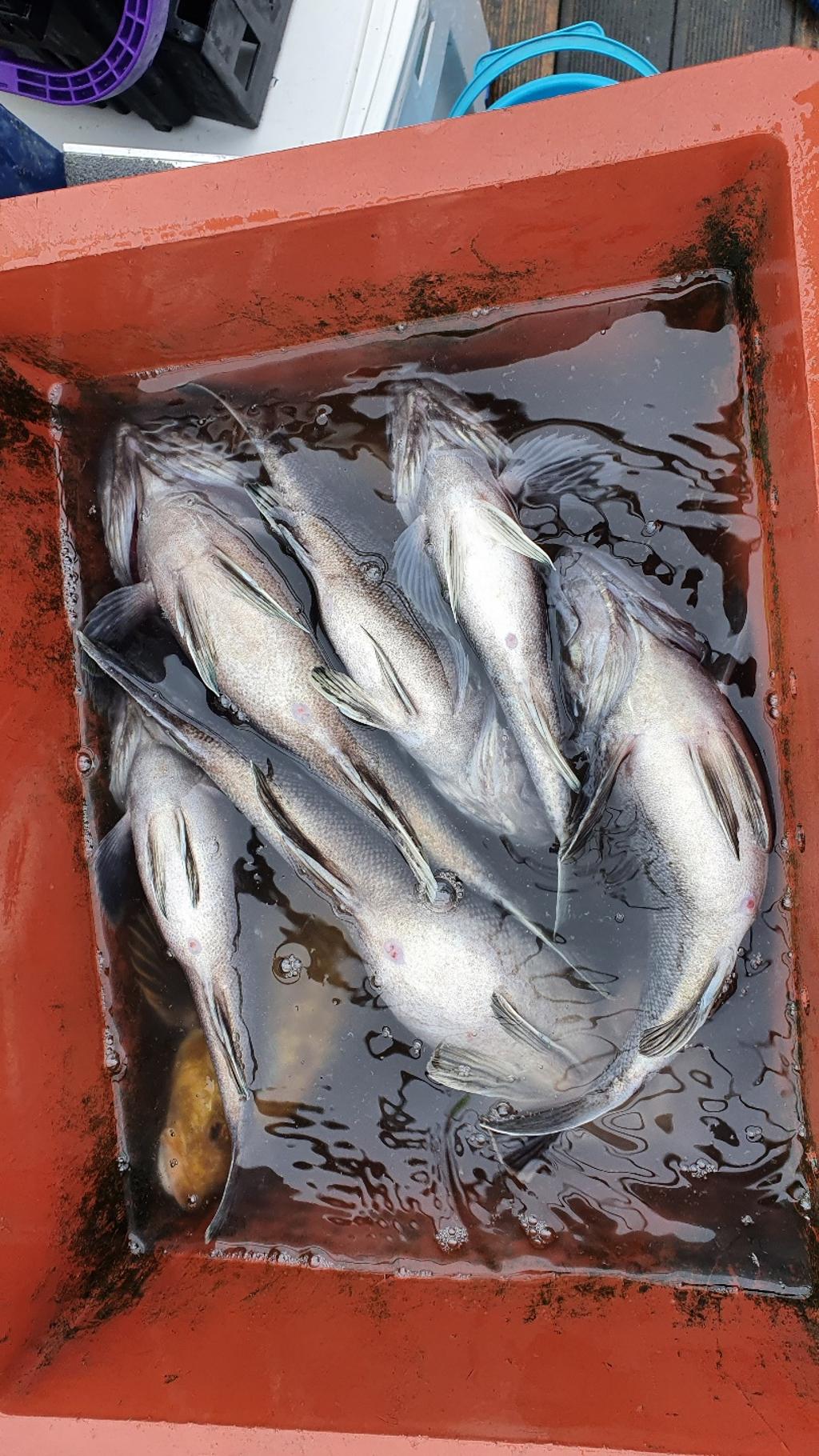 F1250960W0.jpg