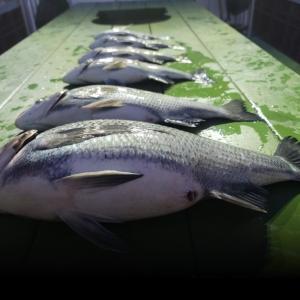 조황, 내일 선상찌낚 가실분