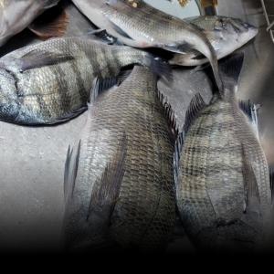 조황, 며칠간 감성돔 찌낚갑니다