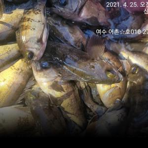 조황, 왕뽈락 이 바글바글 1타2피