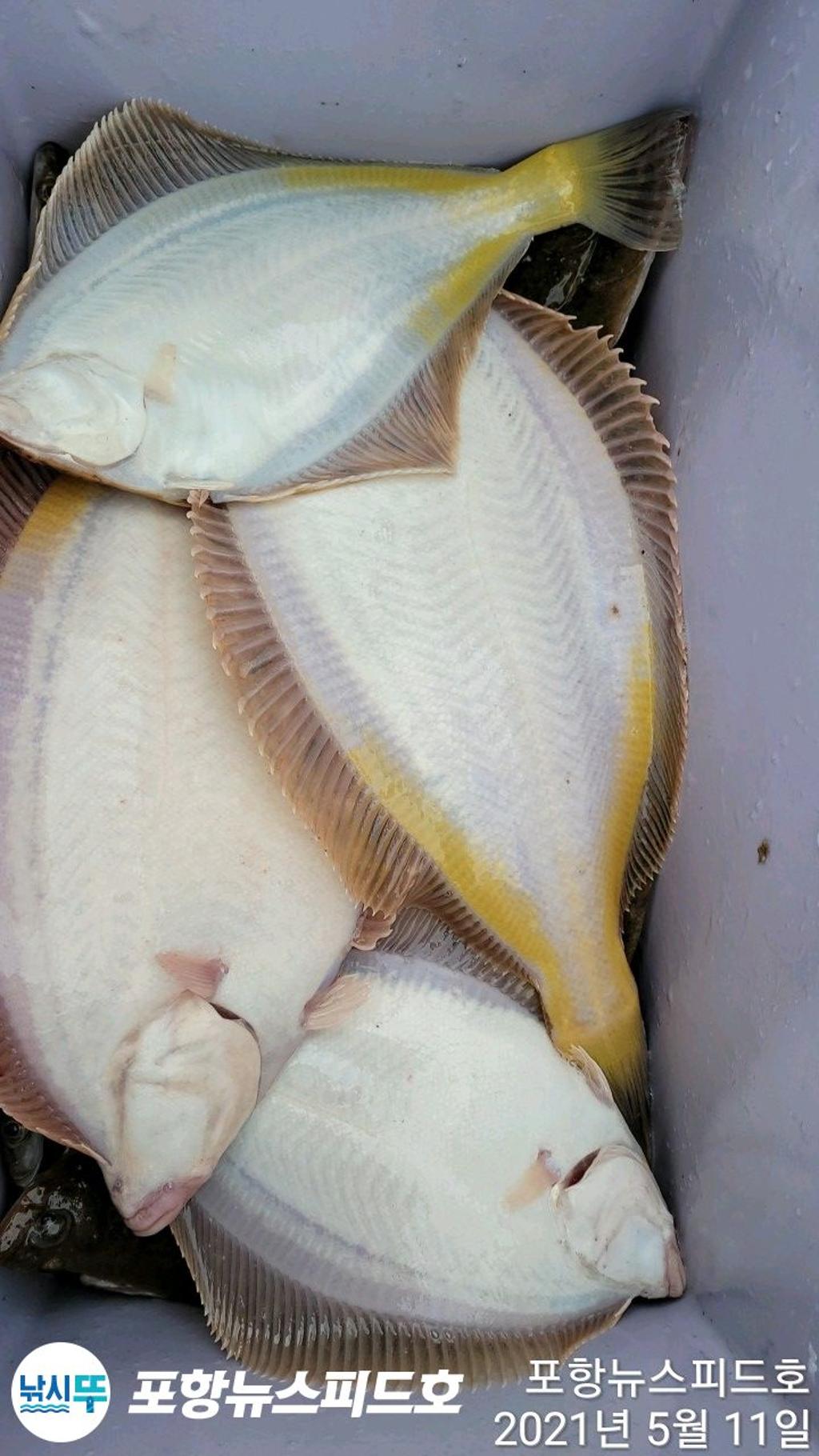 (東)동해조황 - 11일최종 왕참가자미포함 전원 30수이상씩 마리수 폭발