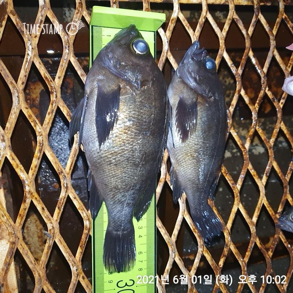 낚시뚜,볼락,포항(운하관),포항 동해피싱호,낚시뚜7