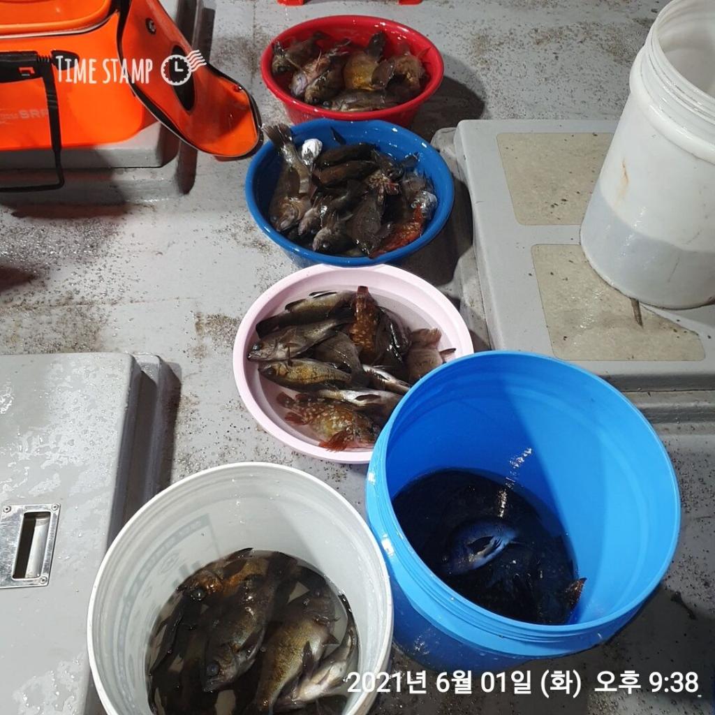 낚시뚜,볼락,포항(운하관),포항 동해피싱호,낚시뚜13