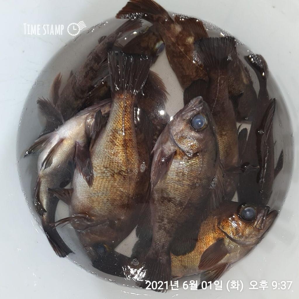 낚시뚜,볼락,포항(운하관),포항 동해피싱호,낚시뚜12