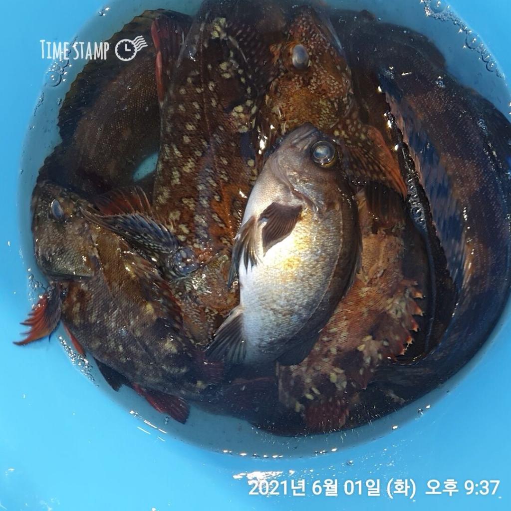 낚시뚜,볼락,포항(운하관),포항 동해피싱호,낚시뚜11