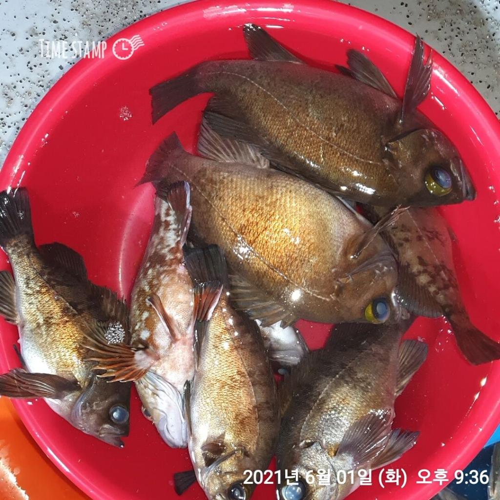 낚시뚜,볼락,포항(운하관),포항 동해피싱호,낚시뚜10