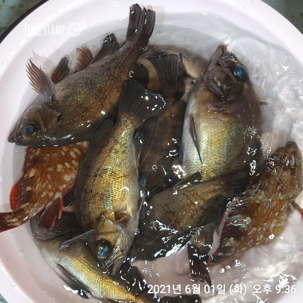 낚시뚜,볼락,포항(운하관),포항 동해피싱호,낚시뚜9