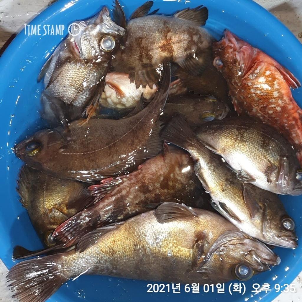 낚시뚜,볼락,포항(운하관),포항 동해피싱호,낚시뚜8