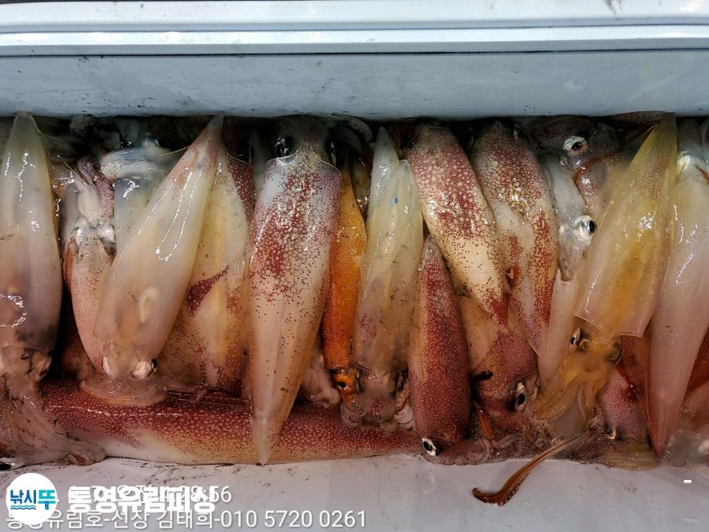 통영유림피싱)대물한치~~씨알~베리베리 굿.쿨러조황