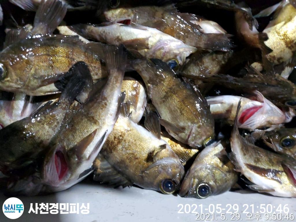 루어 밤뽈락 계속출조합니다.